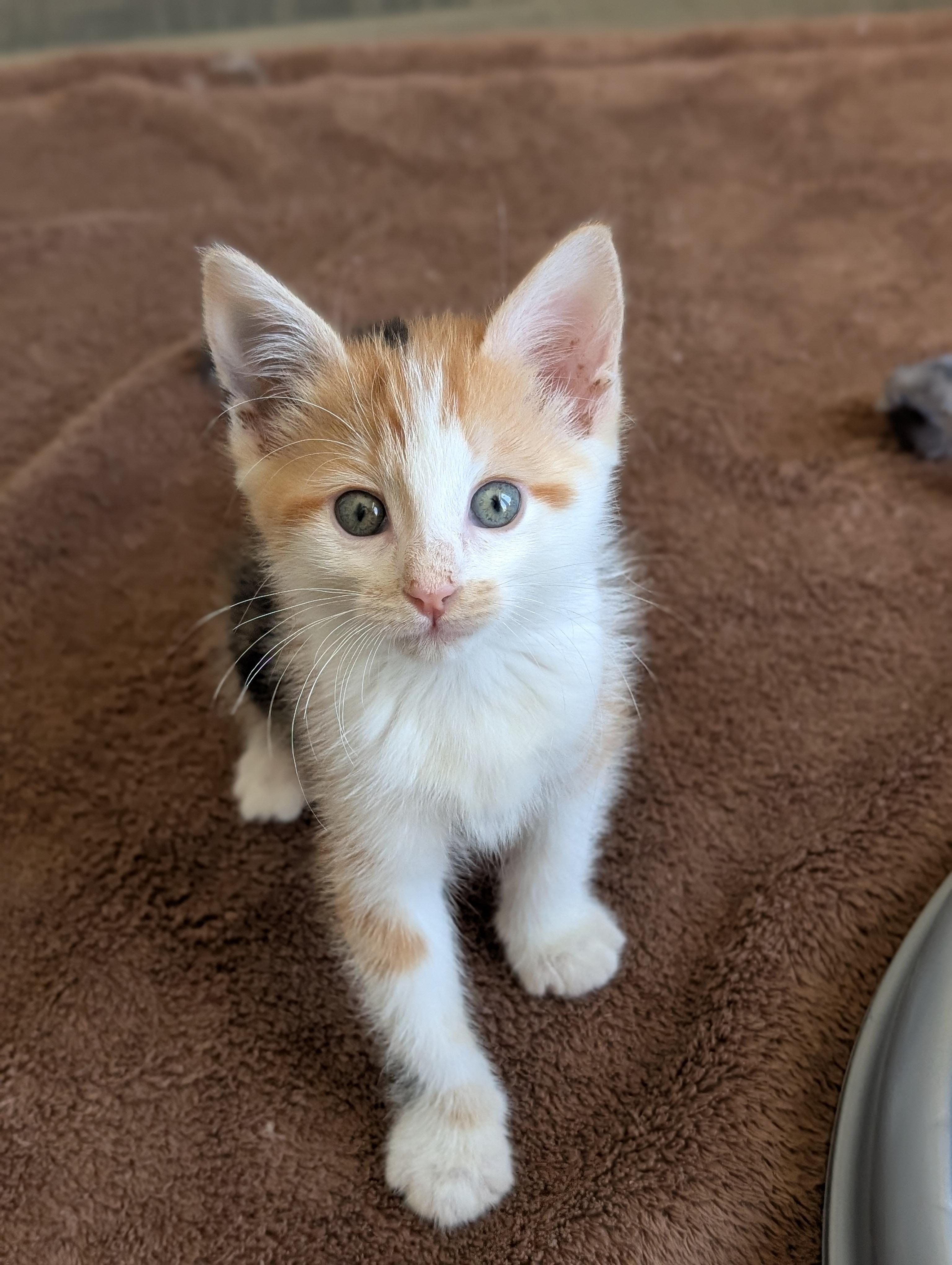 Ruby Morley Steve, Adoptable, Kitten Female Domestic Short Hair.