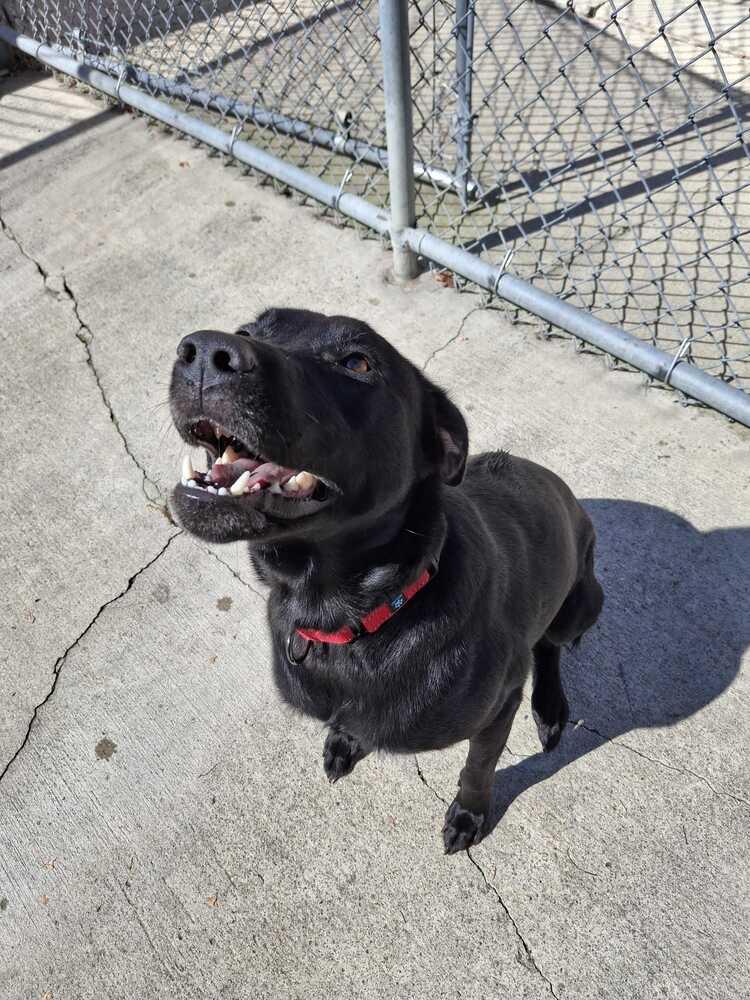 Hope, Adoptable, Adult Female Labrador Retriever & Belgian Shepherd / Malinois.