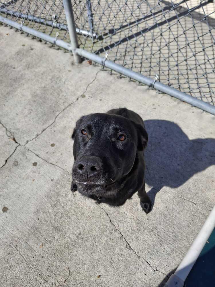 Enlarge Hope, a Adoptable mixed breed in Bowling Green, OH image 2/6