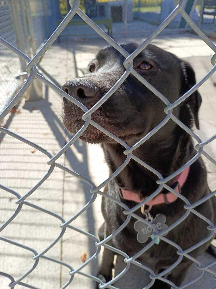 Enlarge Hope, a Adoptable mixed breed in Bowling Green, OH image 3/6