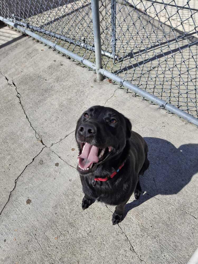 Enlarge Hope, a Adoptable mixed breed in Bowling Green, OH image 5/6