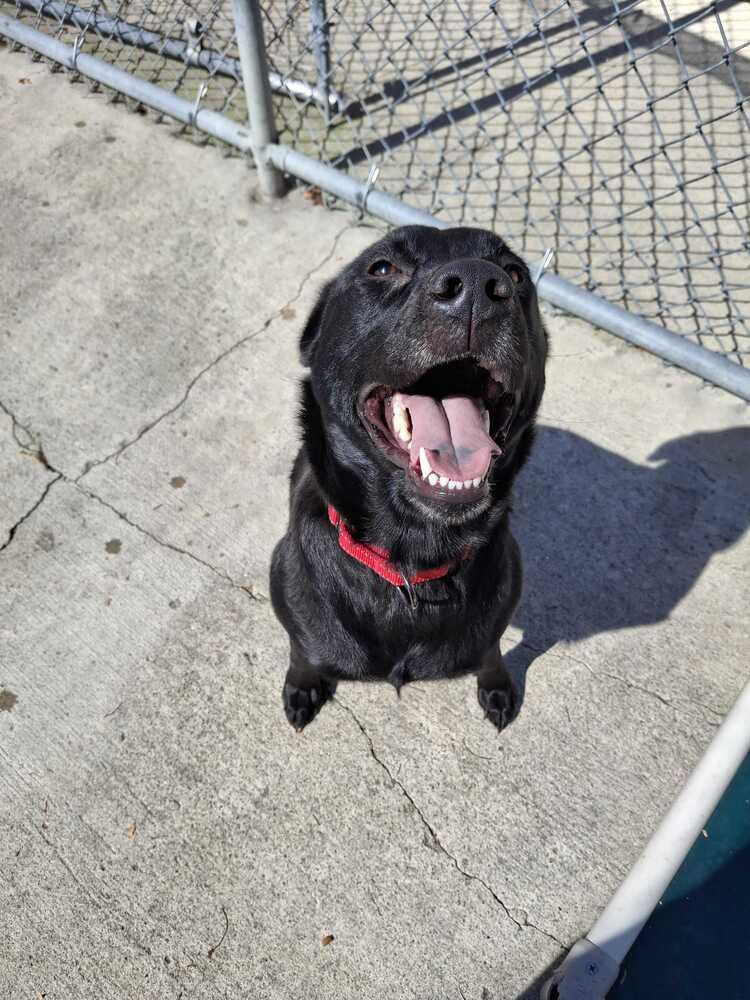 Enlarge Hope, a Adoptable mixed breed in Bowling Green, OH image 6/6