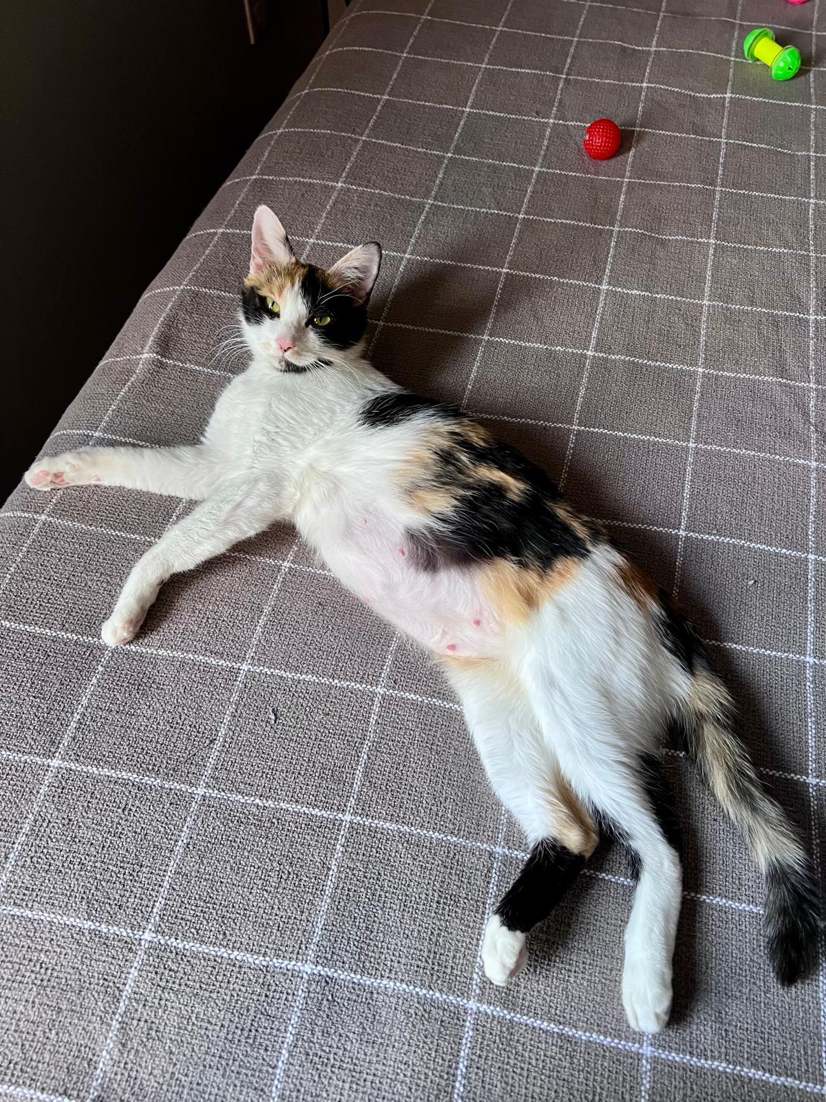 Enlarge Mackerel (bonded w/ Anchovy), a ADOPTABLE Calico in Atlanta, GA image 3/6