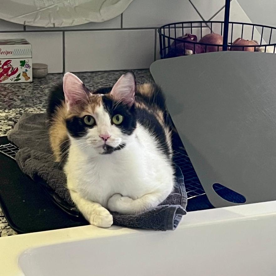 Enlarge Mackerel (bonded w/ Anchovy), a ADOPTABLE Calico in Atlanta, GA image 2/6