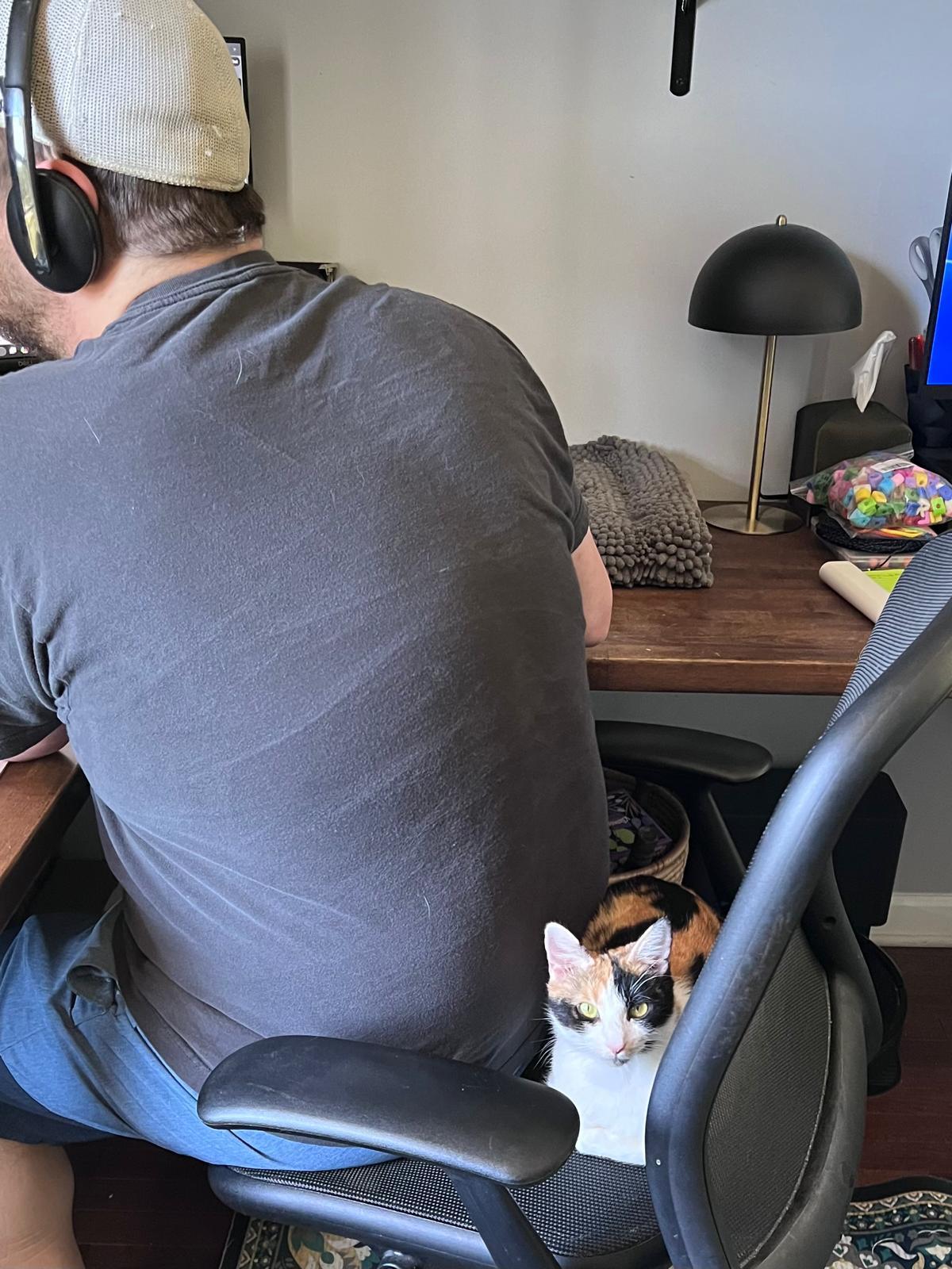 Enlarge Mackerel (bonded w/ Anchovy), a ADOPTABLE Calico in Atlanta, GA image 6/6