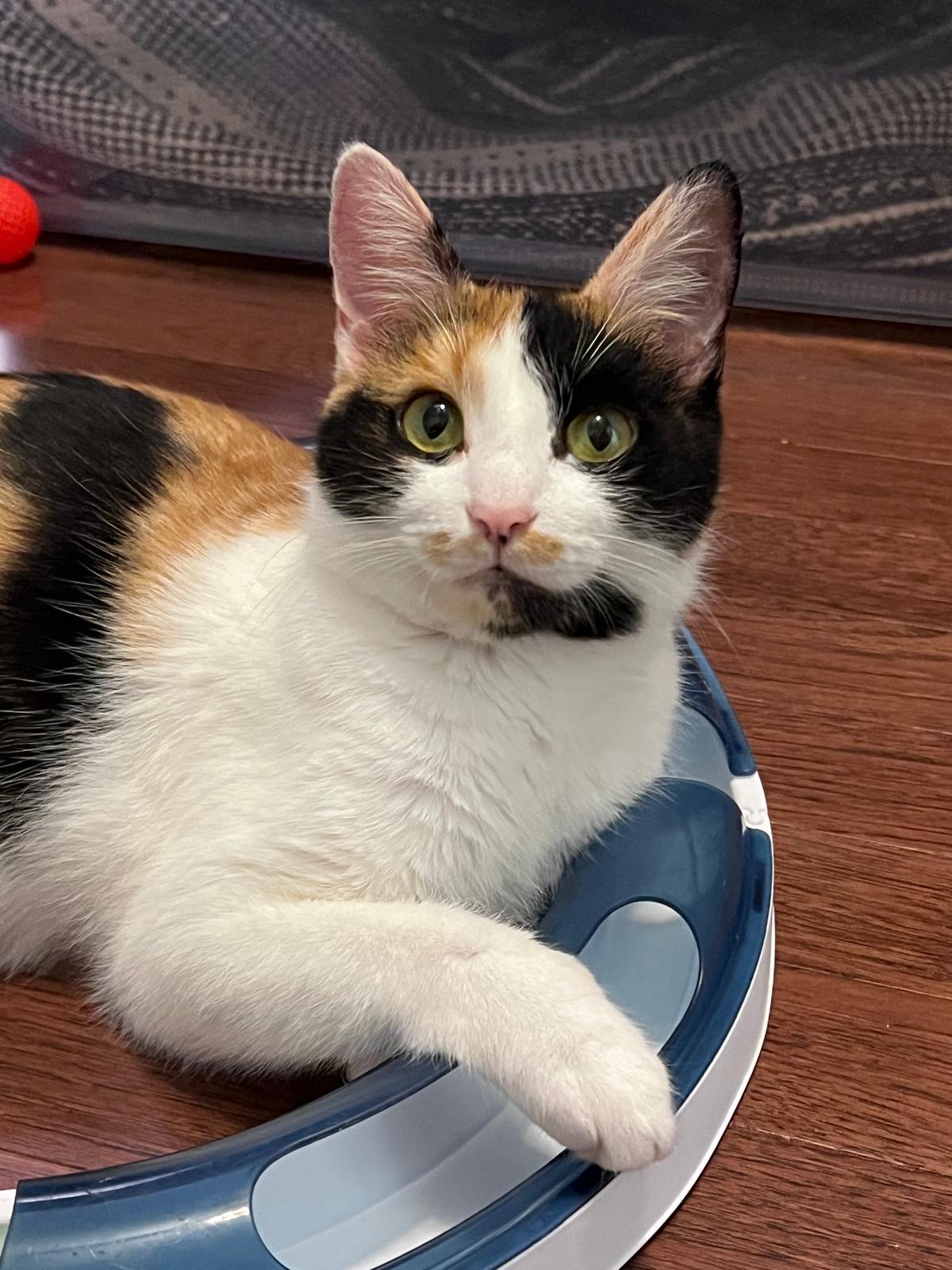 Enlarge Mackerel (bonded w/ Anchovy), a ADOPTABLE Calico in Atlanta, GA image 1/6