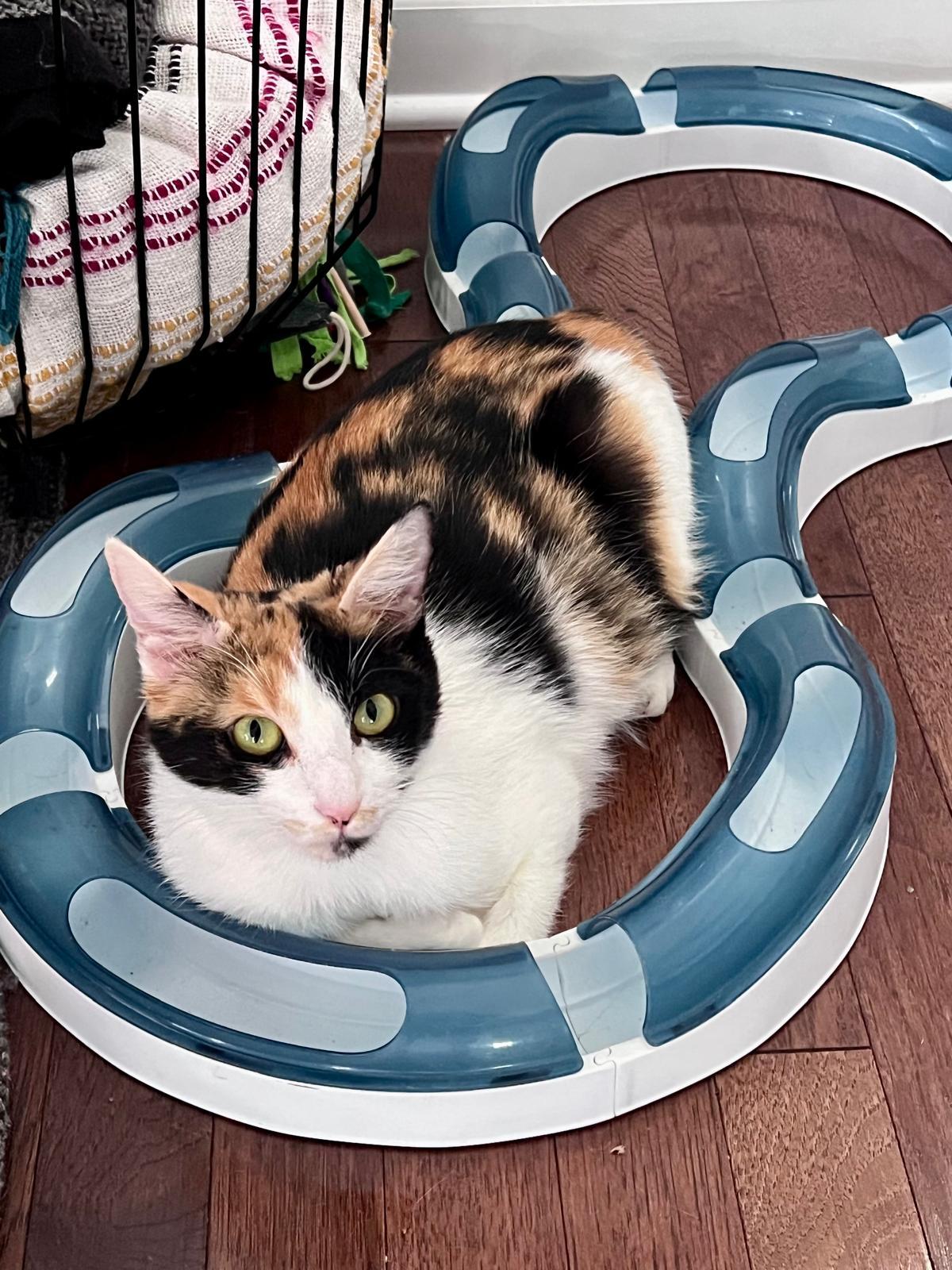 Enlarge Mackerel (bonded w/ Anchovy), a ADOPTABLE Calico in Atlanta, GA image 5/6