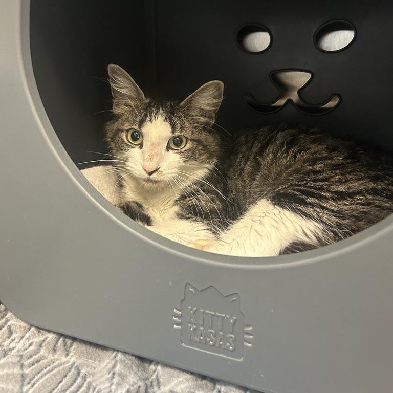 Enlarge Giraffe, a Adoptable Domestic Medium Hair in Baltimore, MD image 1/1