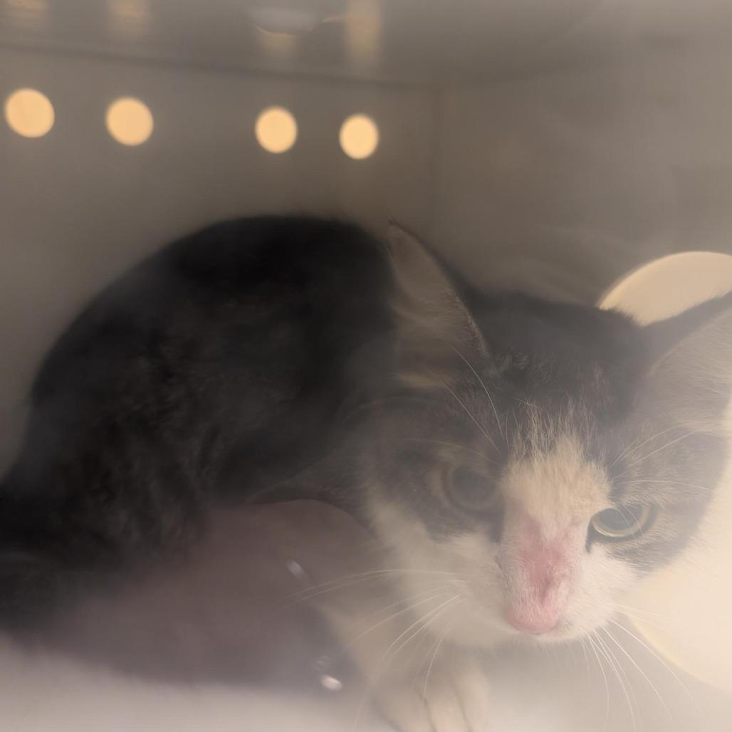 Giraffe, Adoptable, Young Female Domestic Medium Hair.