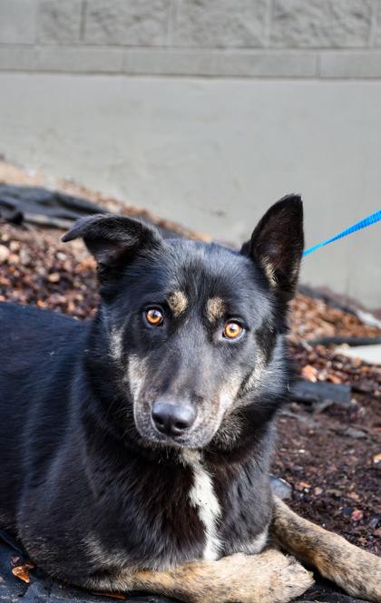 Kali, a Adoptable mixed breed in Yakima, WA image 1/3