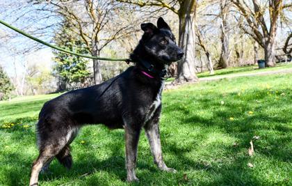 Enlarge Kali, a Adoptable mixed breed in Yakima, WA image 2/3