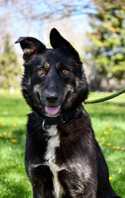 Enlarge Kali, a Adoptable mixed breed in Yakima, WA image 2/3