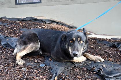Kali, a Adoptable mixed breed in Yakima, WA image 2/3