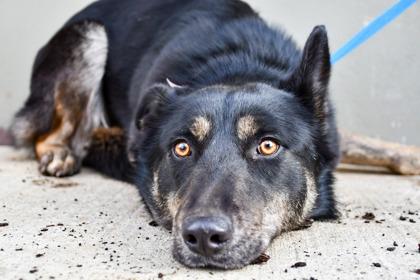 Kali, a Adoptable mixed breed in Yakima, WA image 3/3