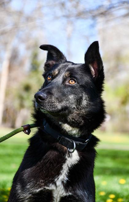 Enlarge Kali, a Adoptable mixed breed in Yakima, WA image 3/3