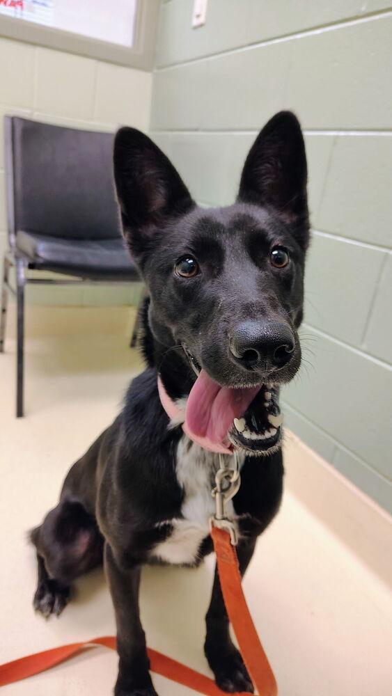 Foxy, Adoptable, Young Female Fox Terrier.