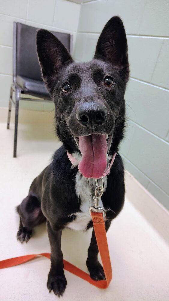Enlarge Foxy, a Adoptable mixed breed in Kalamazoo, MI image 3/4
