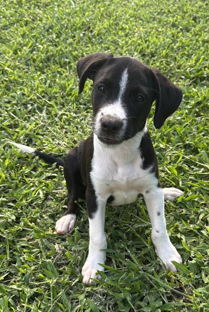 Enlarge Ben, a Adoptable mixed breed in Orlando, FL image 1/2