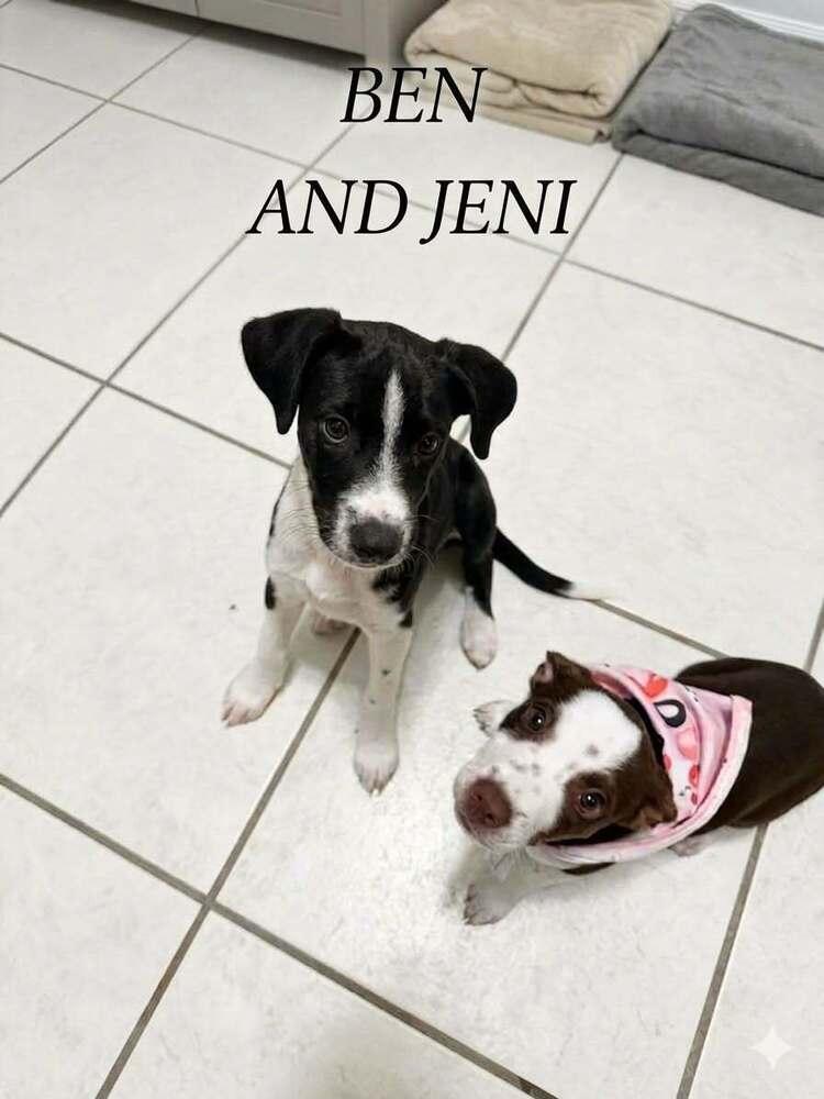 Enlarge Ben, a Adoptable mixed breed in Orlando, FL image 2/2