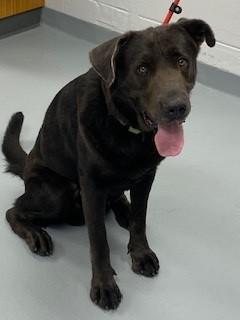 Enlarge HENRY, a Adoptable Mixed Breed in Saint Cloud, FL image 1/1