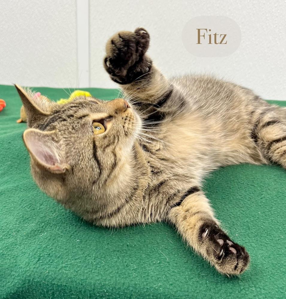Enlarge Fitz, a Adoptable Domestic Short Hair in Chalfont, PA image 1/6