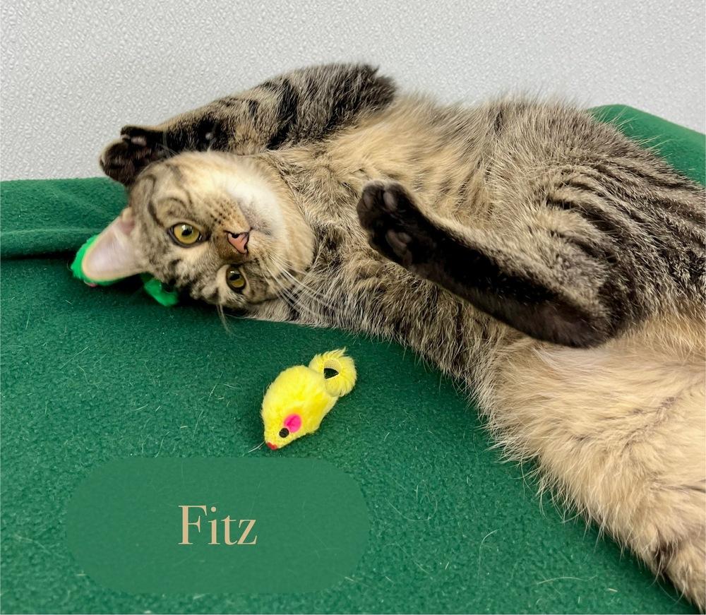 Enlarge Fitz, a Adoptable Domestic Short Hair in Chalfont, PA image 2/6