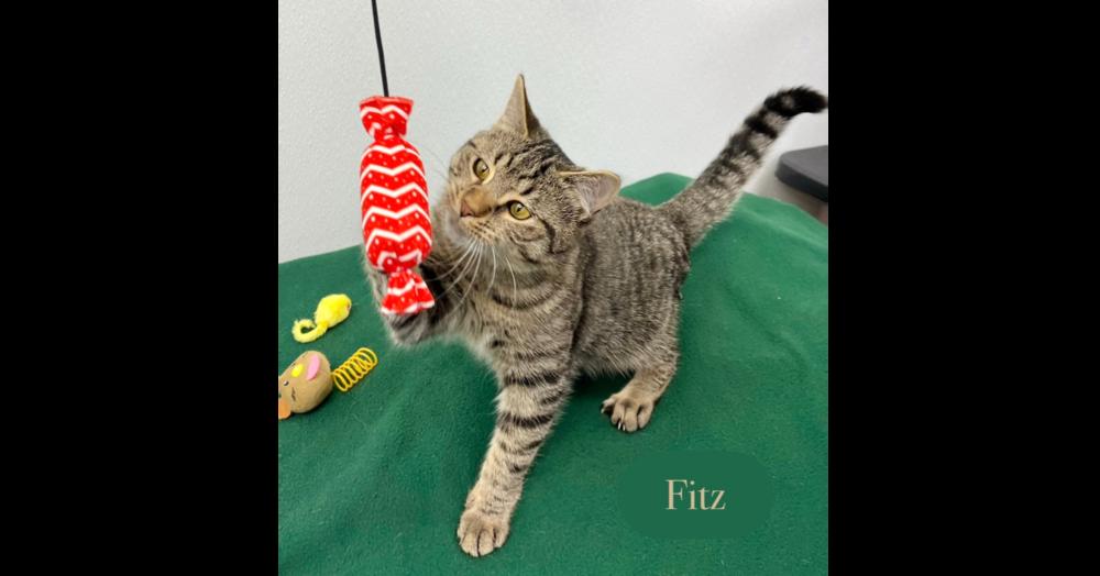 Enlarge Fitz, a Adoptable Domestic Short Hair in Chalfont, PA image 3/6
