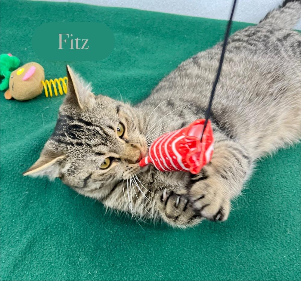 Enlarge Fitz, a Adoptable Domestic Short Hair in Chalfont, PA image 4/6