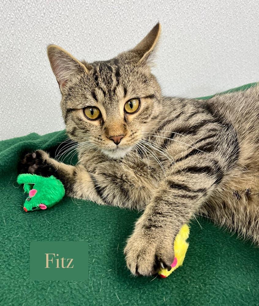 Enlarge Fitz, a Adoptable Domestic Short Hair in Chalfont, PA image 5/6