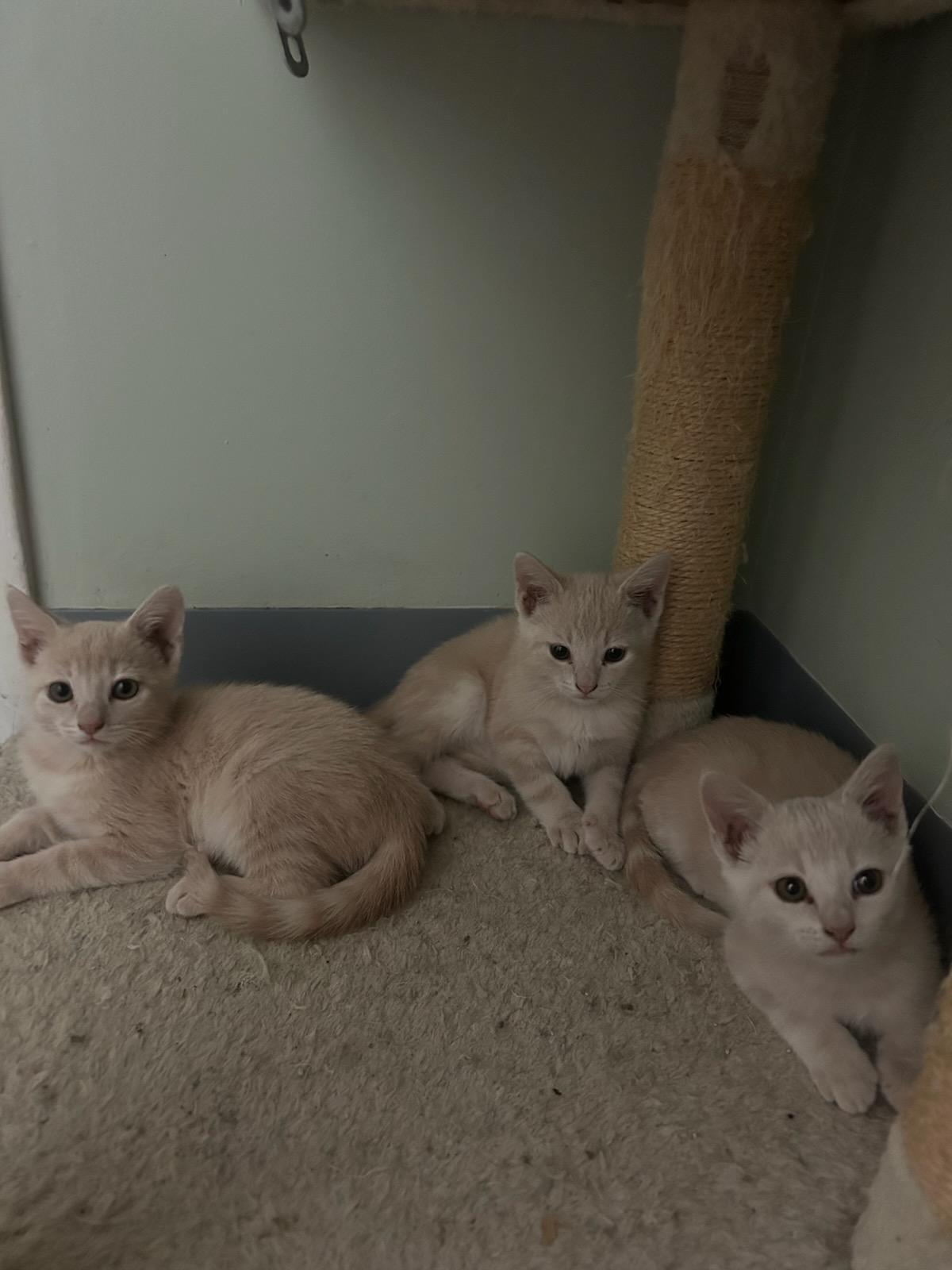 Cristal, Adoptable, Kitten Female Domestic Short Hair.