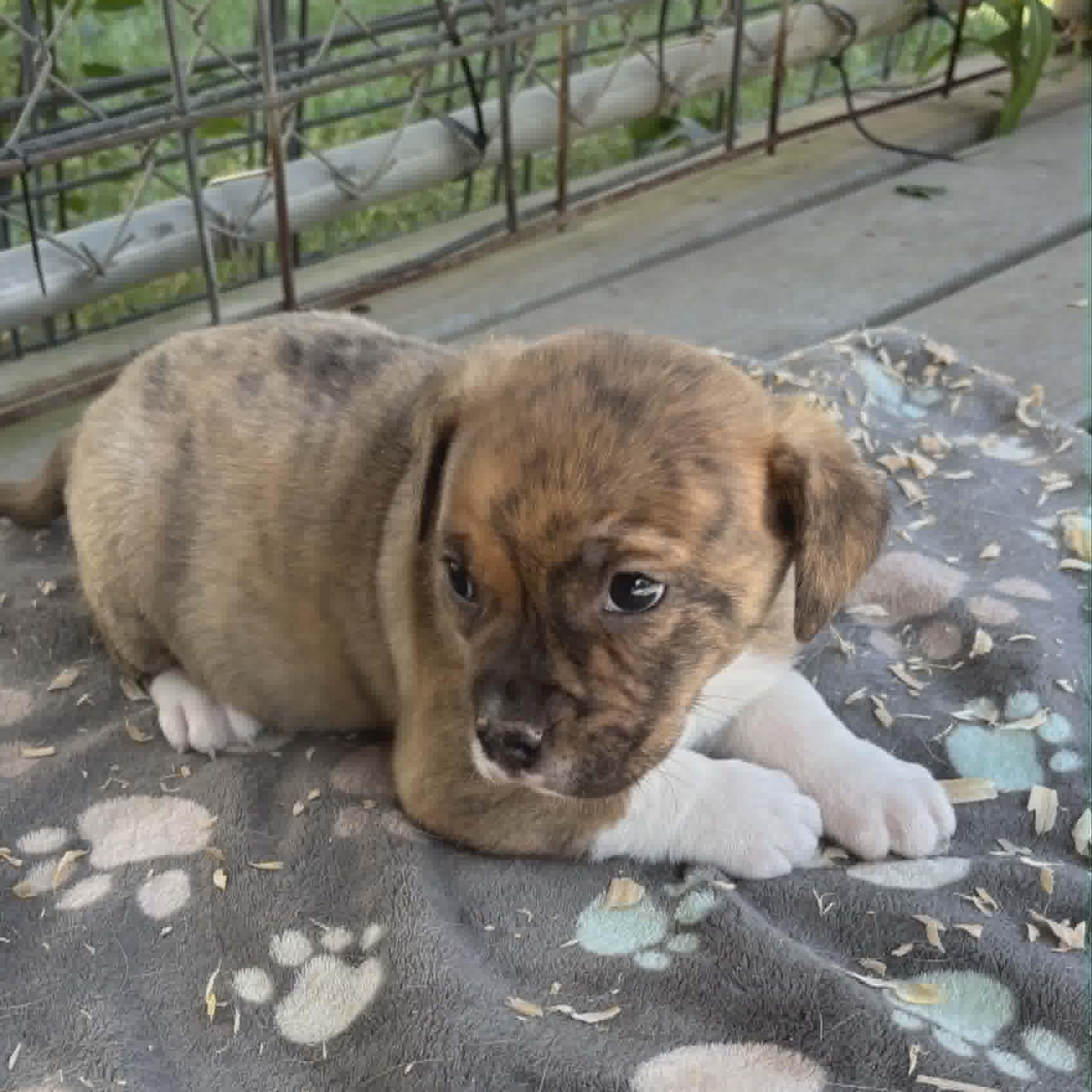 Buster, an adopted mixed breed in Schenectady, NY image 3/3