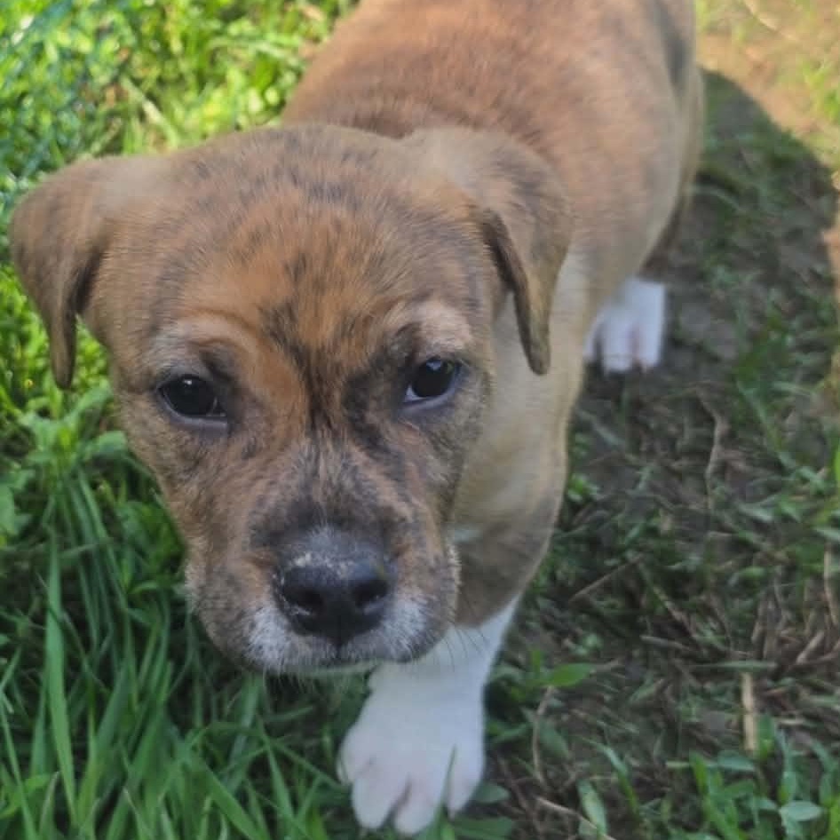 Buster, adopted, Puppy Male Pit Bull Terrier.