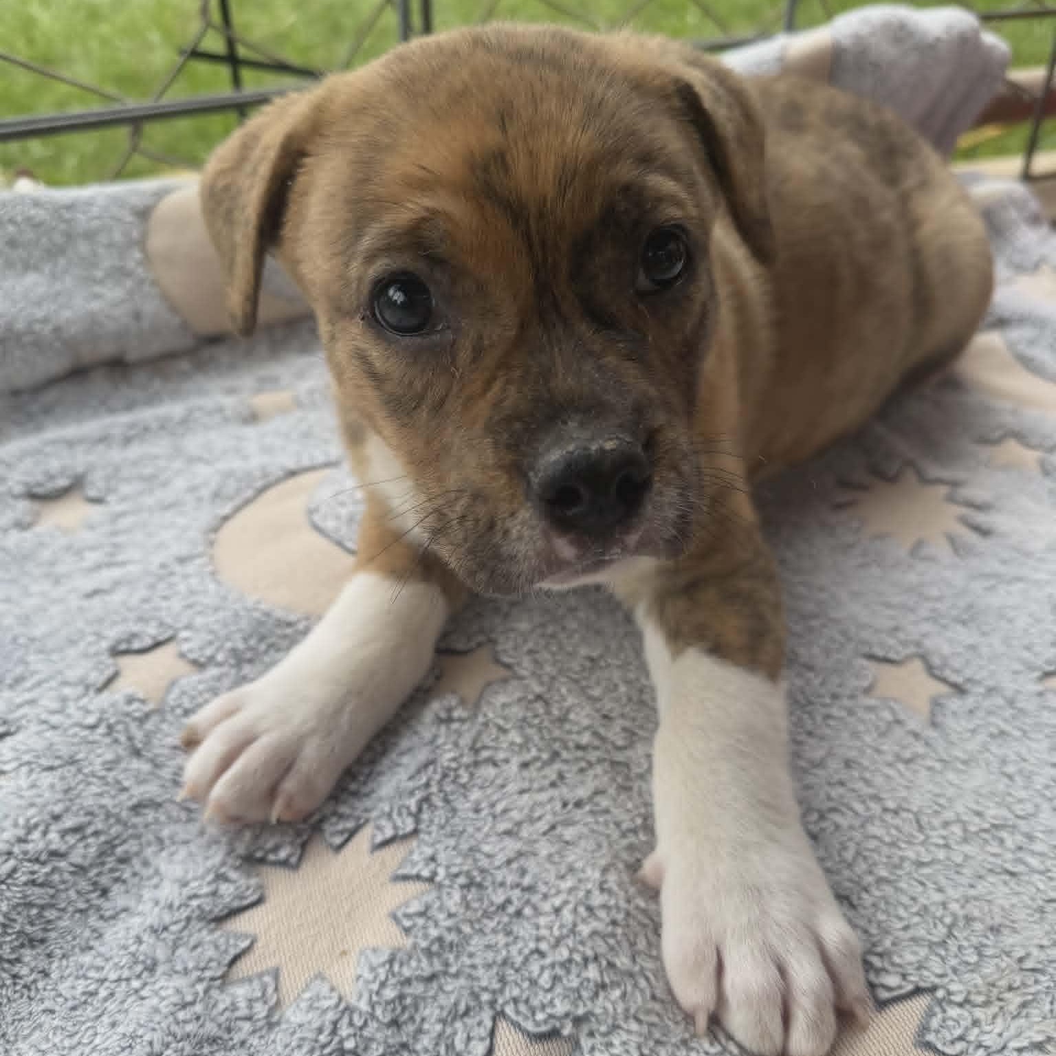 Buster, an adopted mixed breed in Schenectady, NY image 2/3