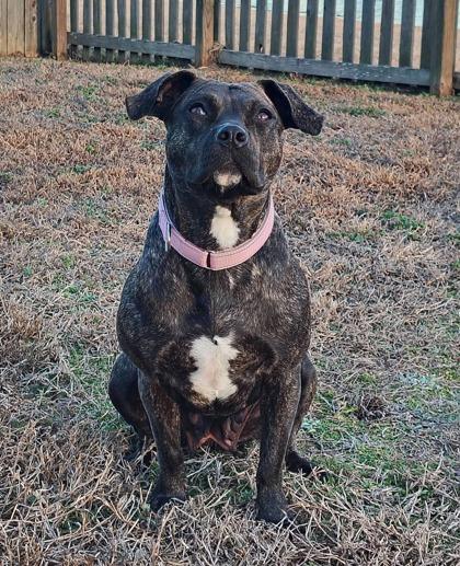 2650B Milkshake - Adoption Ambassador, Adoptable, Adult Female Terrier & Mixed Breed.