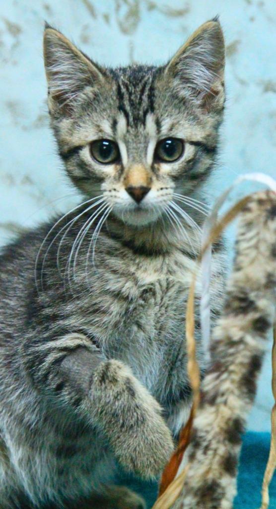 Johnny Tyler, Adopted, Kitten Male Domestic Short Hair.