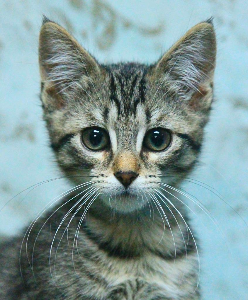 Johnny Tyler, a Adopted mixed breed in Utica, MI image 2/3