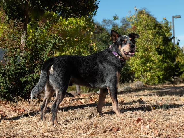 Enlarge Roscoe A061377, a Adopted Australian Cattle Dog / Blue Heeler in San Andreas, CA image 3/3