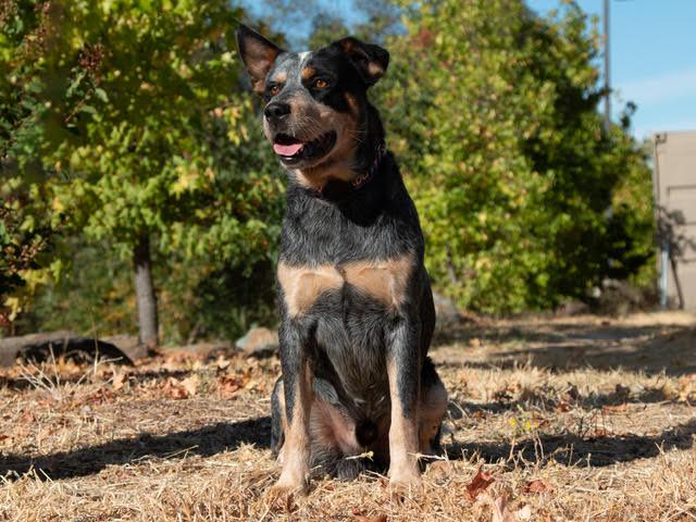 Enlarge Roscoe A061377, a Adopted Australian Cattle Dog / Blue Heeler in San Andreas, CA image 2/3