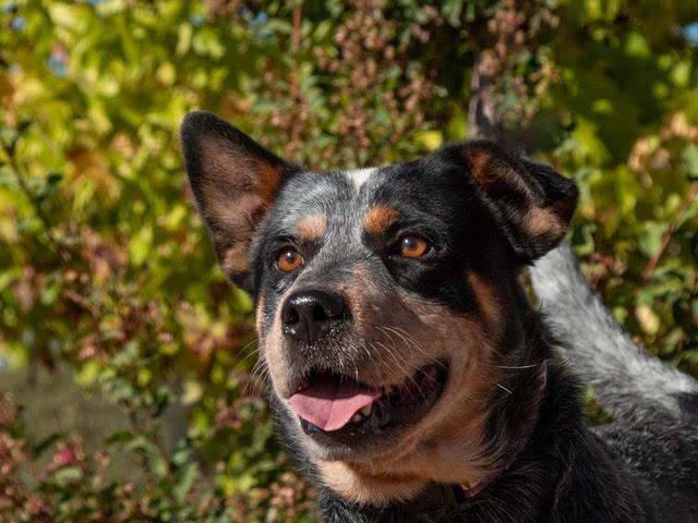 Enlarge Roscoe A061377, a Adopted Australian Cattle Dog / Blue Heeler in San Andreas, CA image 1/3