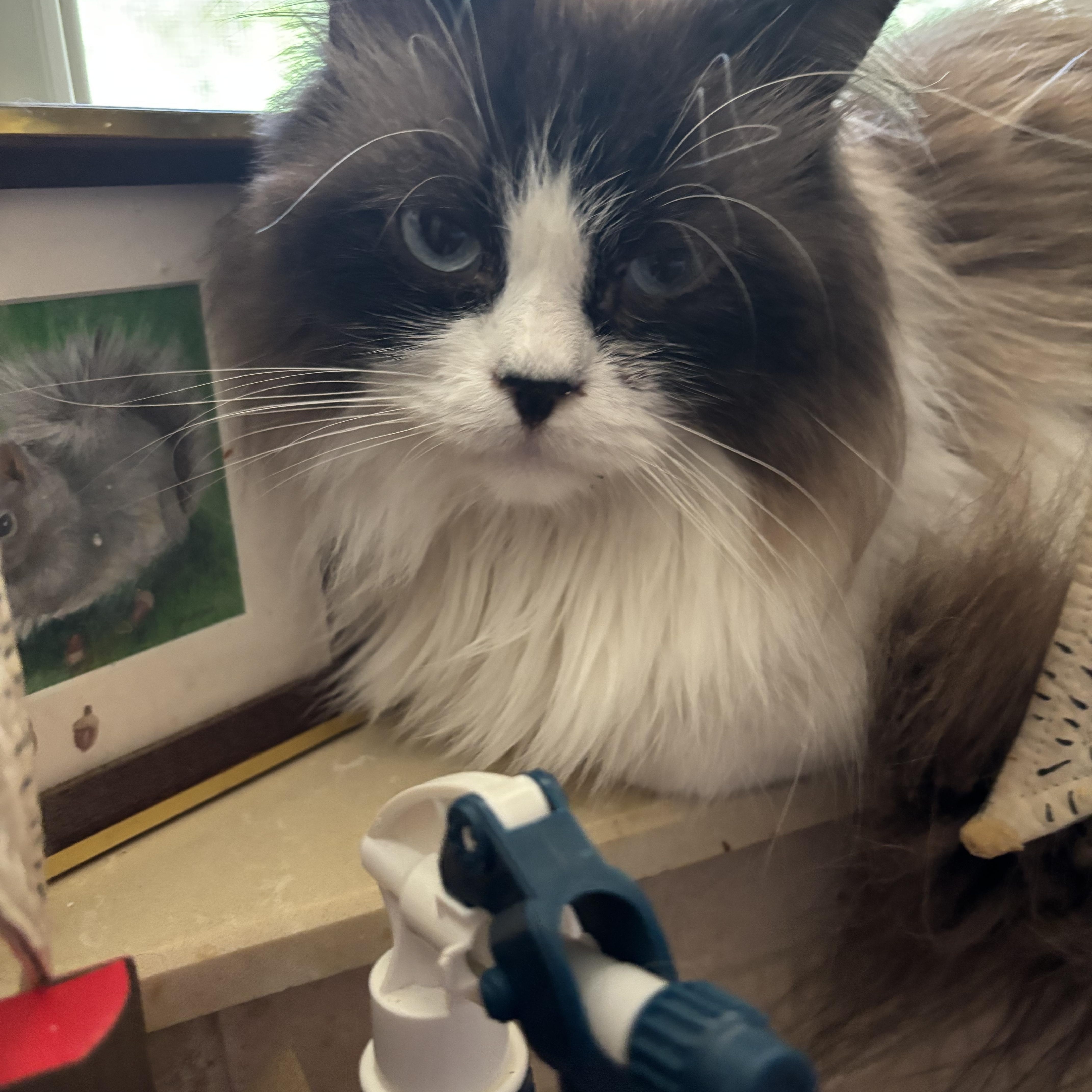 Tito (Ragdoll), an adopted Ragdoll in Fairfax, VA image 3/4