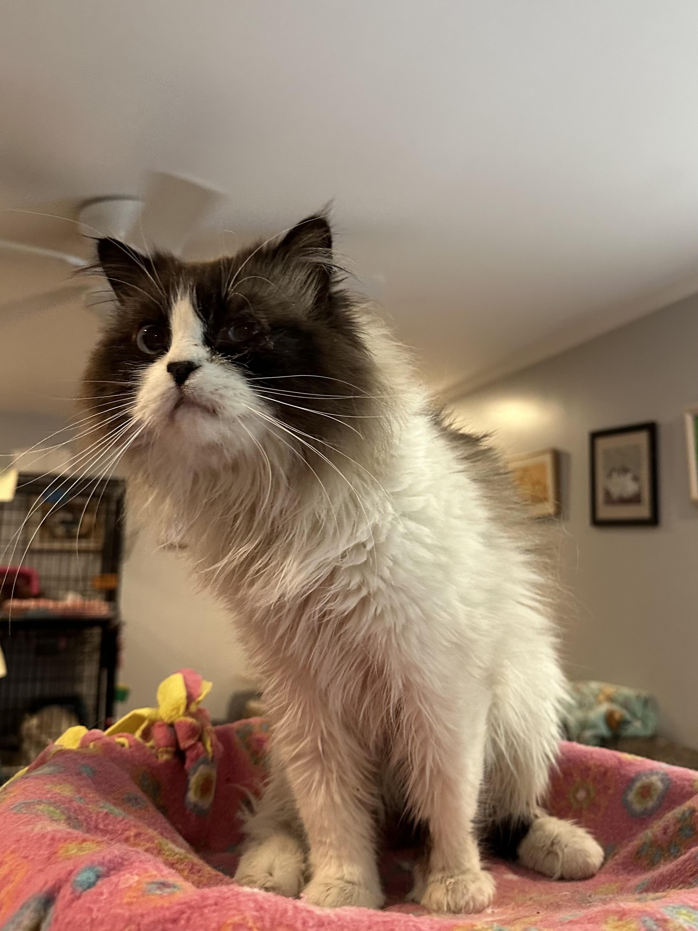 Tito (Ragdoll), an adopted Ragdoll in Fairfax, VA image 2/4