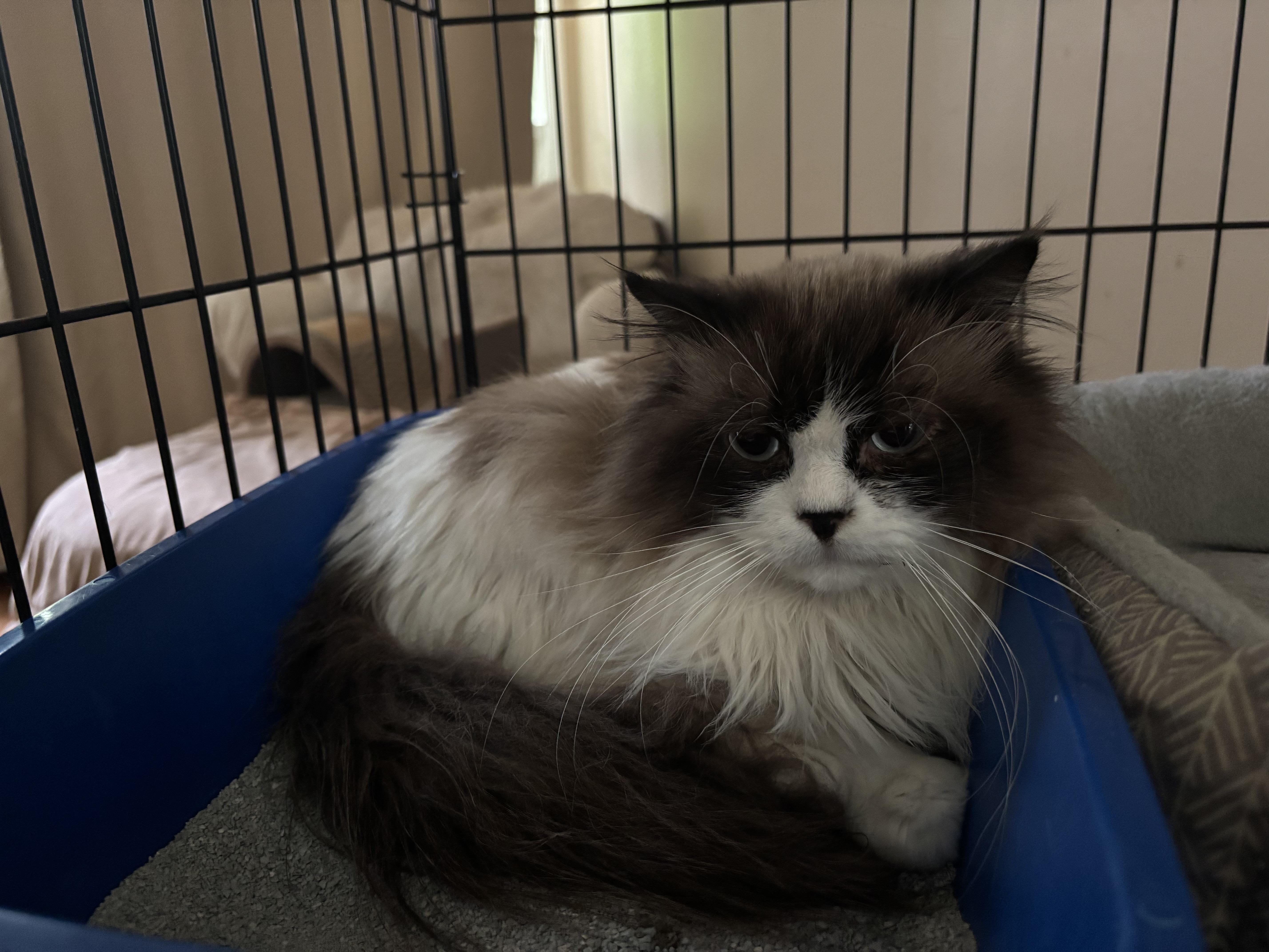 Tito (Ragdoll), an adopted Ragdoll in Fairfax, VA image 4/4