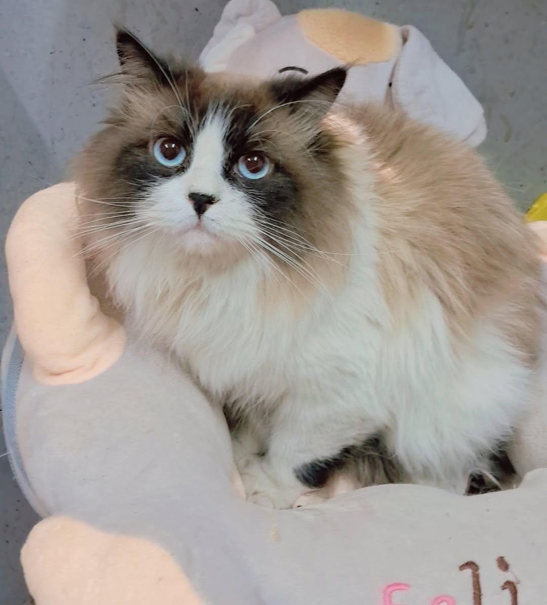 Tito (Ragdoll), adopted, Young Male Ragdoll.