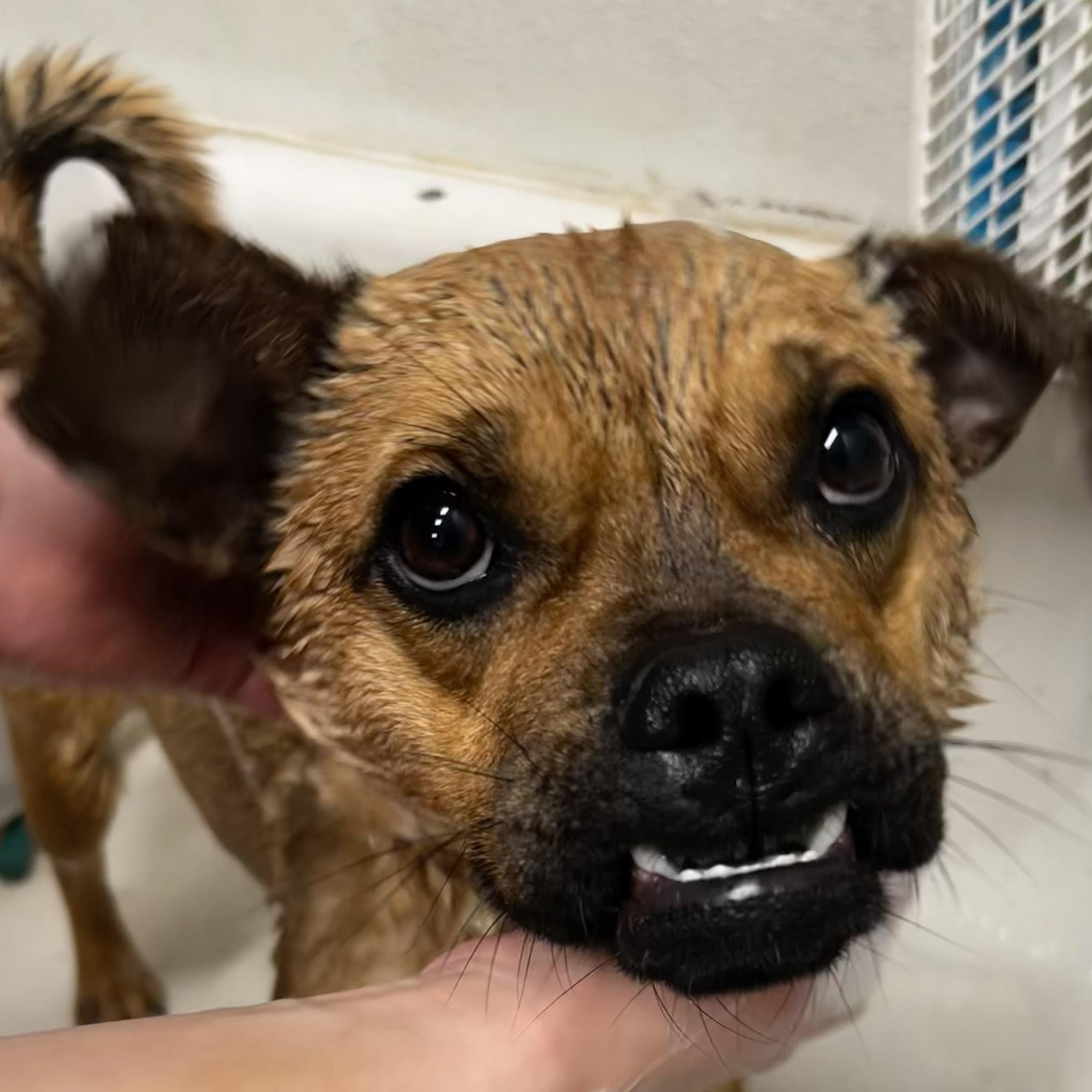 Enlarge Peanut, an adopted mixed breed in The Dalles, OR image 3/4