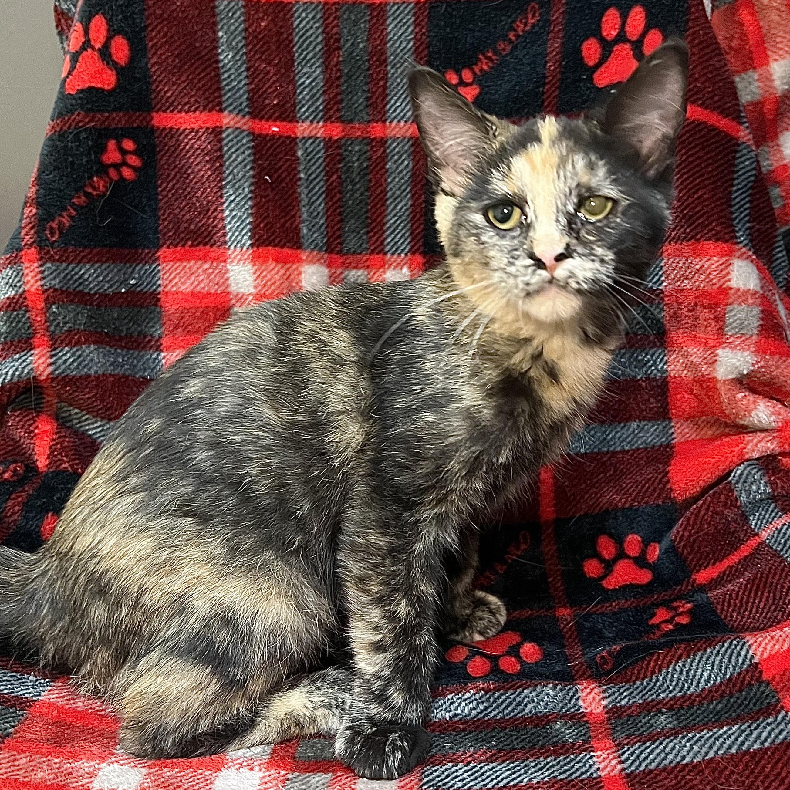 Enlarge Bellatrix, a Adoptable Domestic Short Hair in Fairmont, MN image 6/6