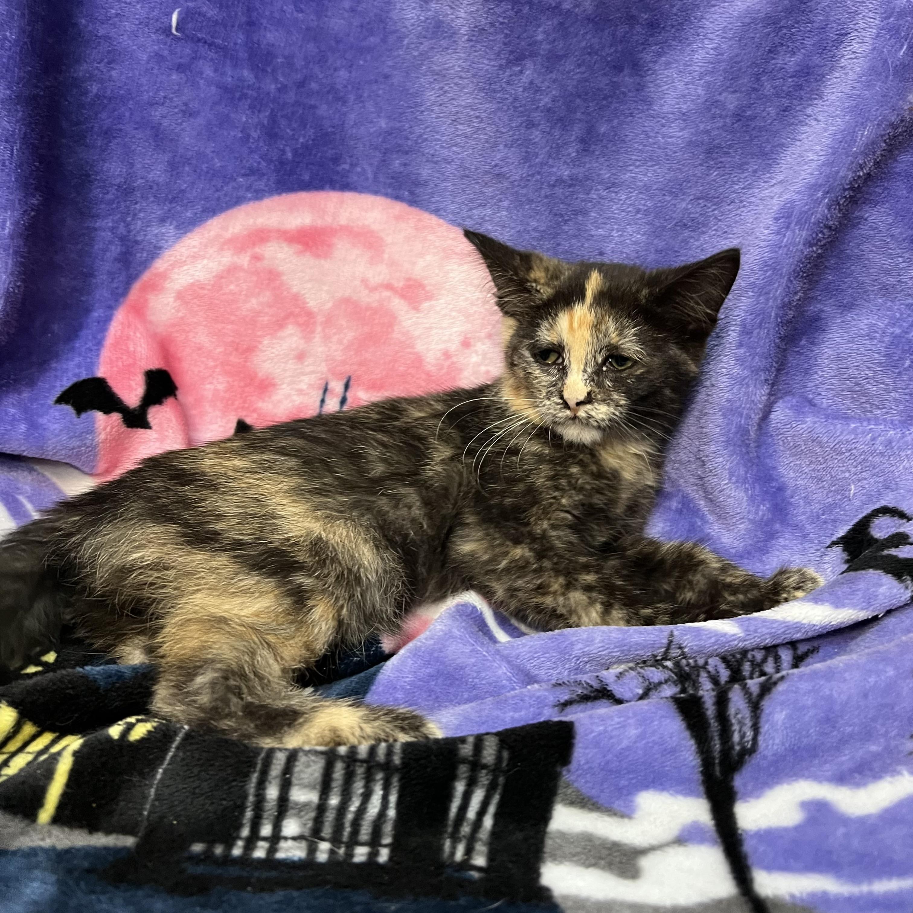 Enlarge Bellatrix, a Adoptable Domestic Short Hair in Fairmont, MN image 5/6