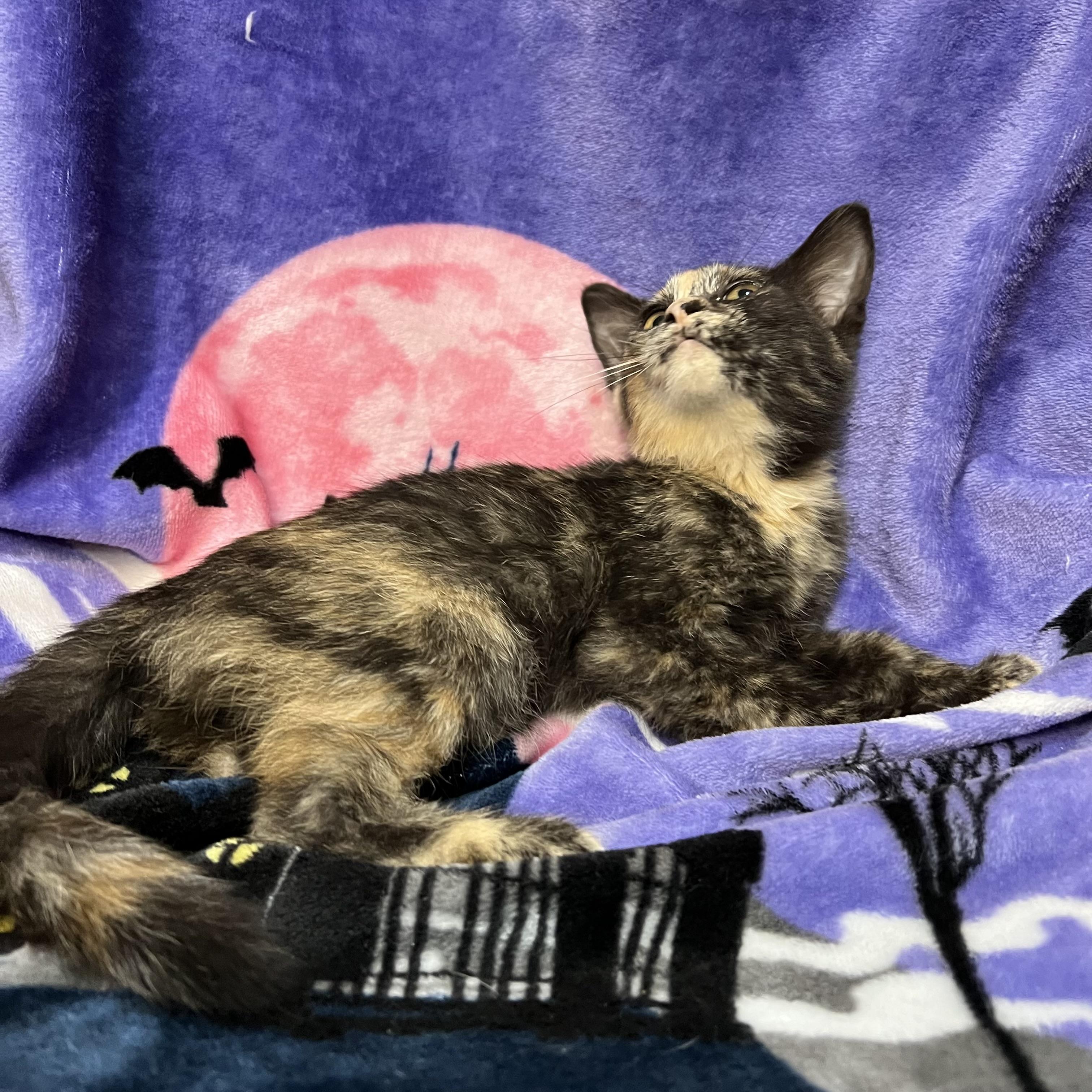 Enlarge Bellatrix, a Adoptable Domestic Short Hair in Fairmont, MN image 3/6