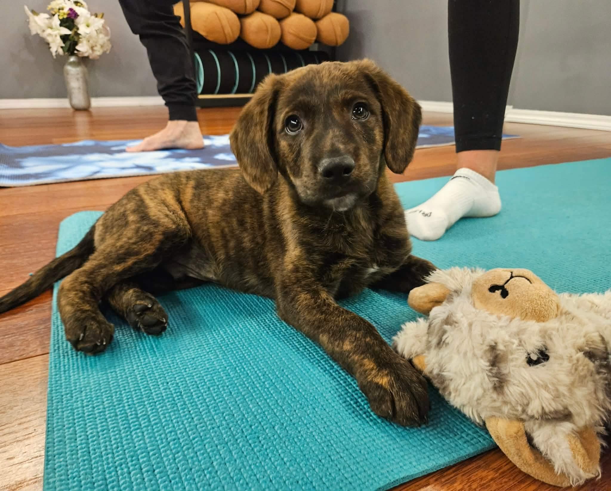 Cadbury, ADOPTABLE, Puppy Male Labrador Retriever.