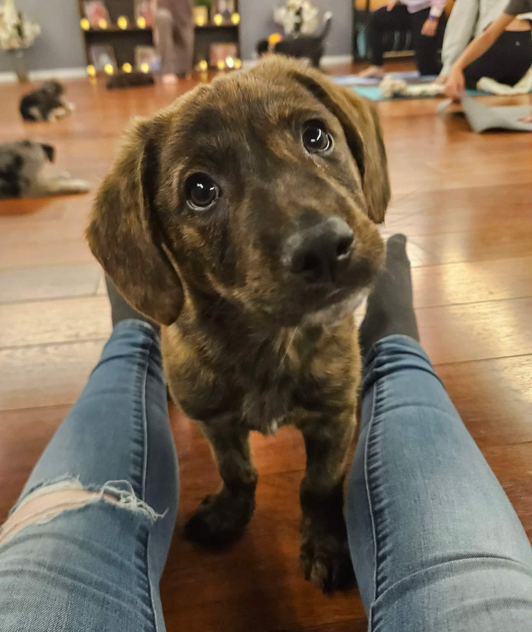 Enlarge Cadbury, a ADOPTABLE mixed breed in China Township, MI image 5/6