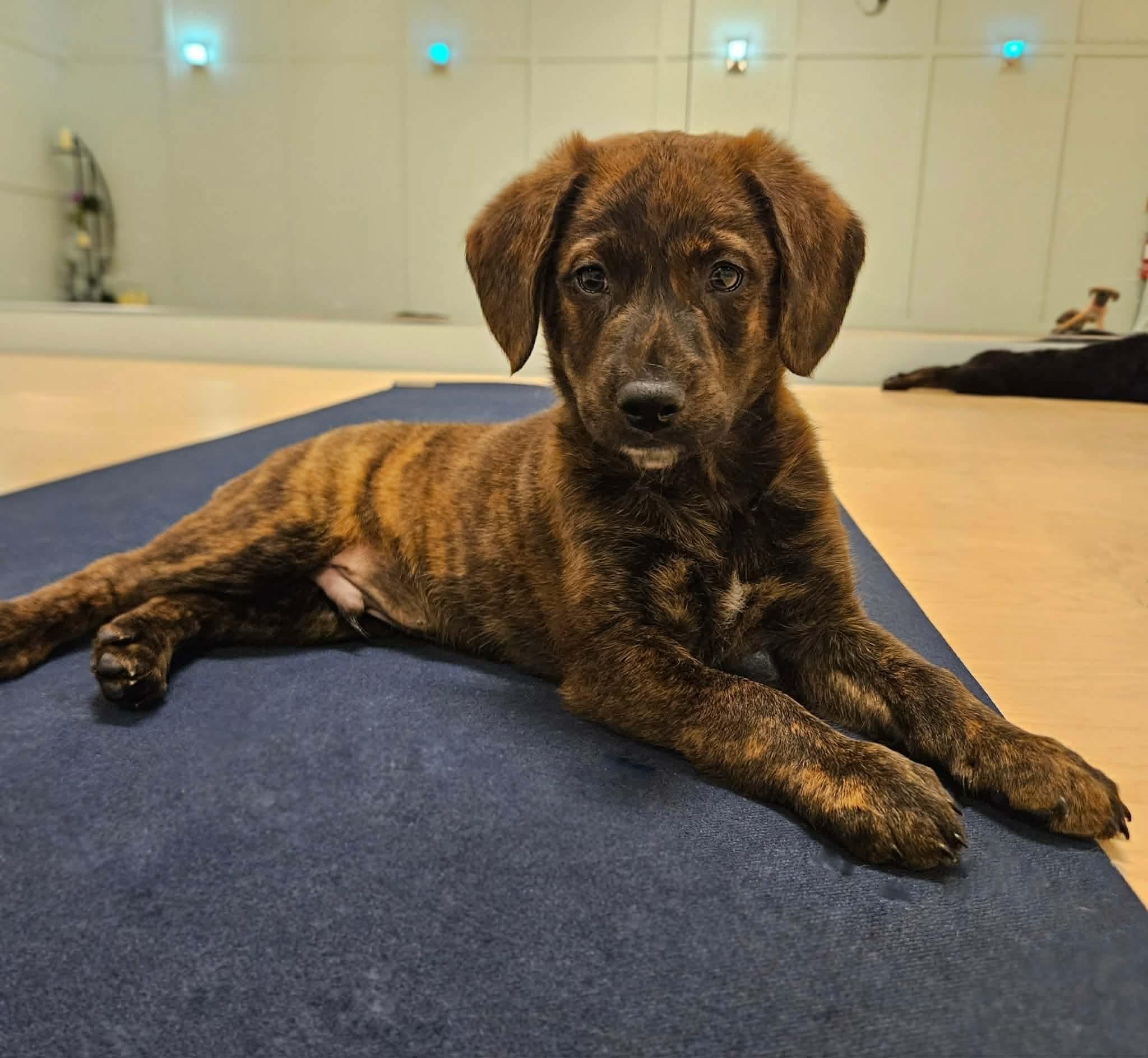 Enlarge Cadbury, a ADOPTABLE mixed breed in China Township, MI image 2/6